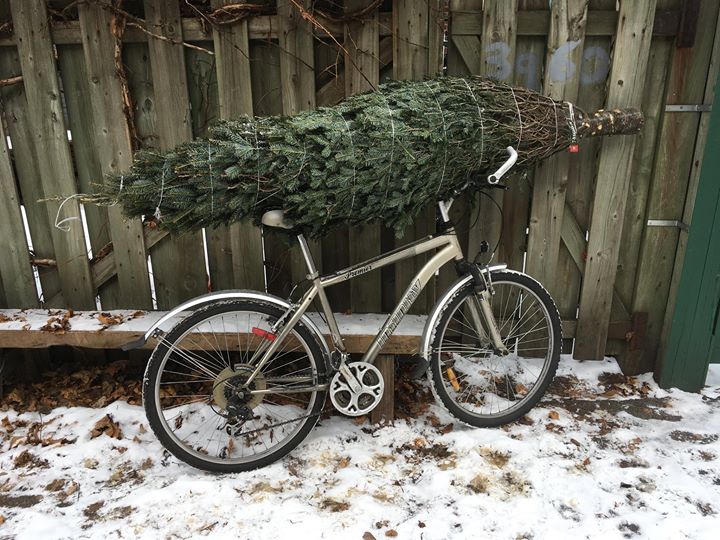 L’histoire de mon sapin: arrivé en vélo, il a tenu durant la première tempête,… (via facebook)